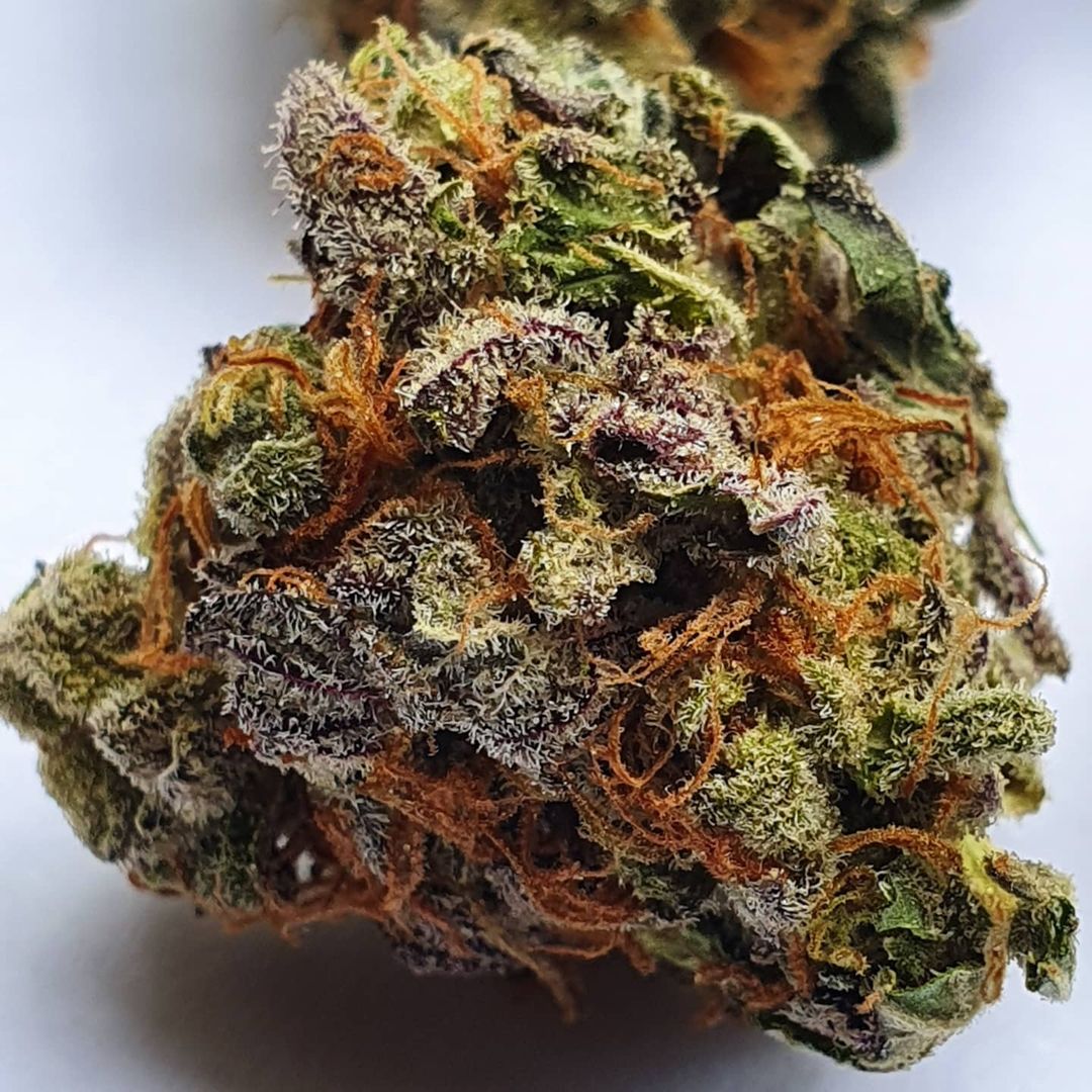 Granddaddy Purple | Indica Strain - Image 2