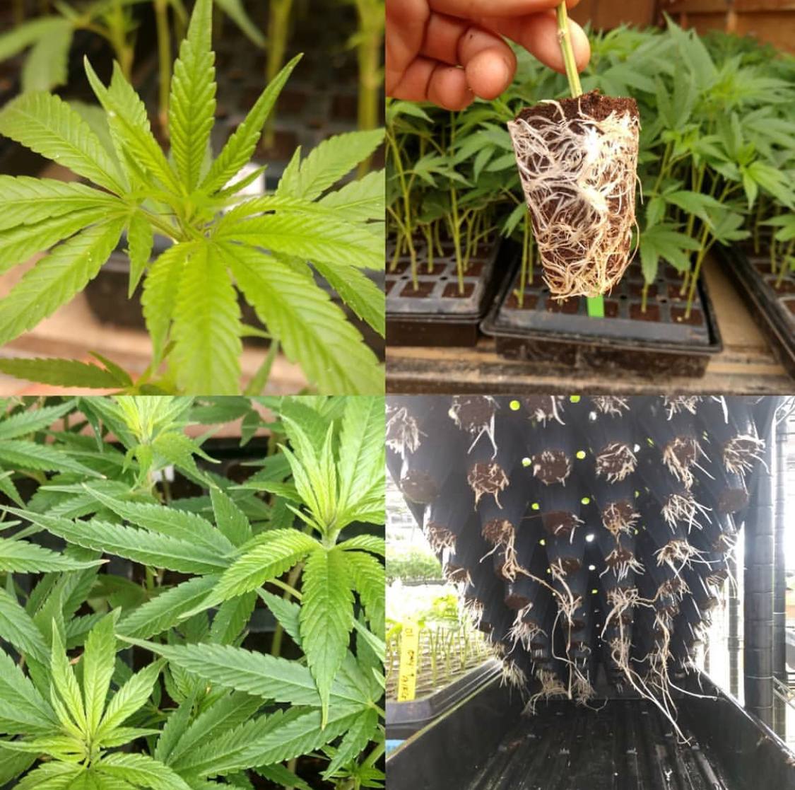 Cement Shoes Clones & Teens - Image 2