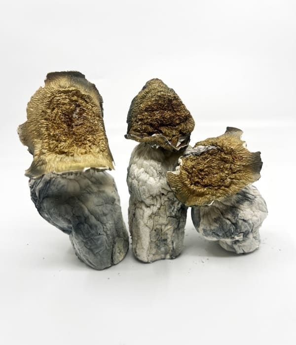 Makilla Gorilla - Image 2