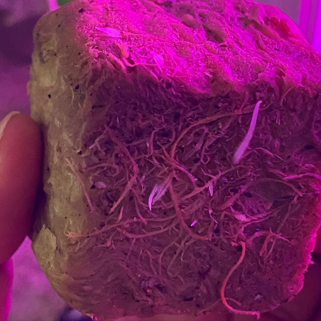 Biscotti Clones & Teens - Image 2