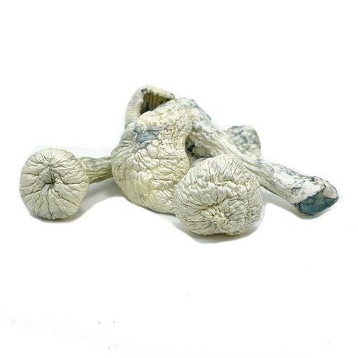 Rusty White Magic Mushrooms (Psilocybe Cubensis) - Image 2