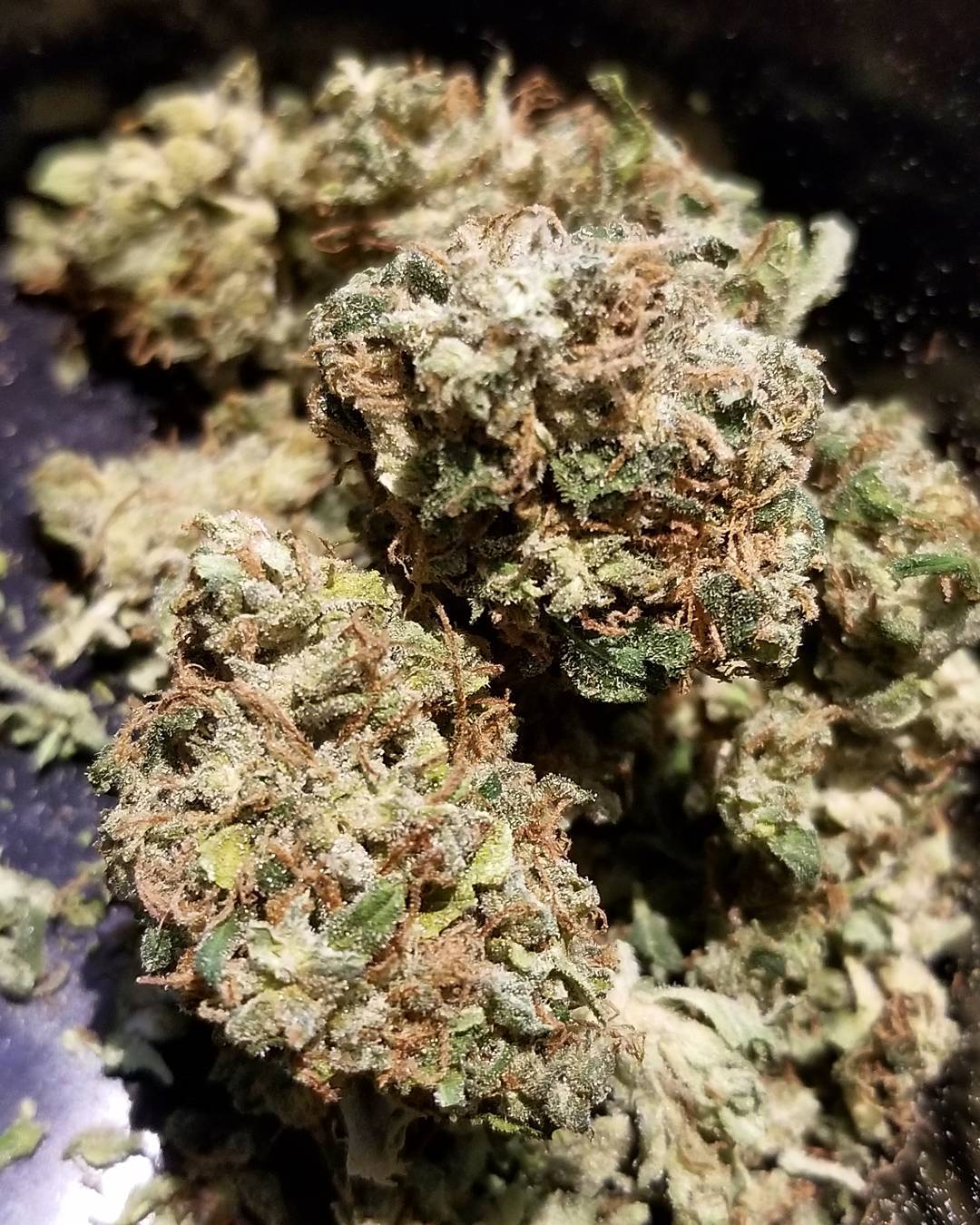 Ghost Train Haze | Sativa - Image 2